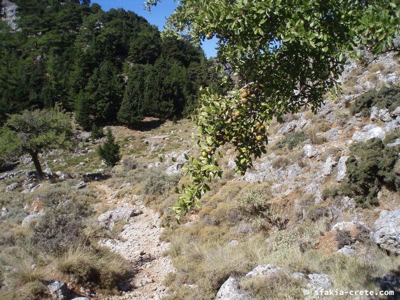 Photo report of a visit to Sfakia, Crete in October 2008